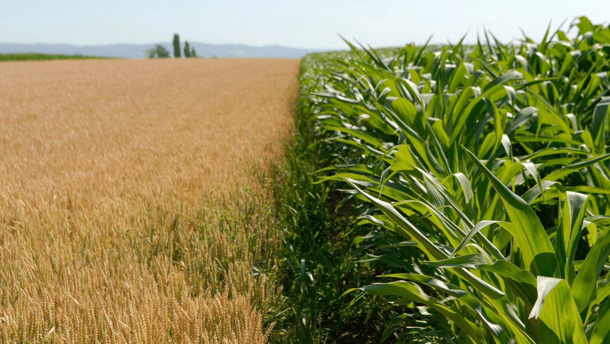 PRL en Actividades sector agrícola