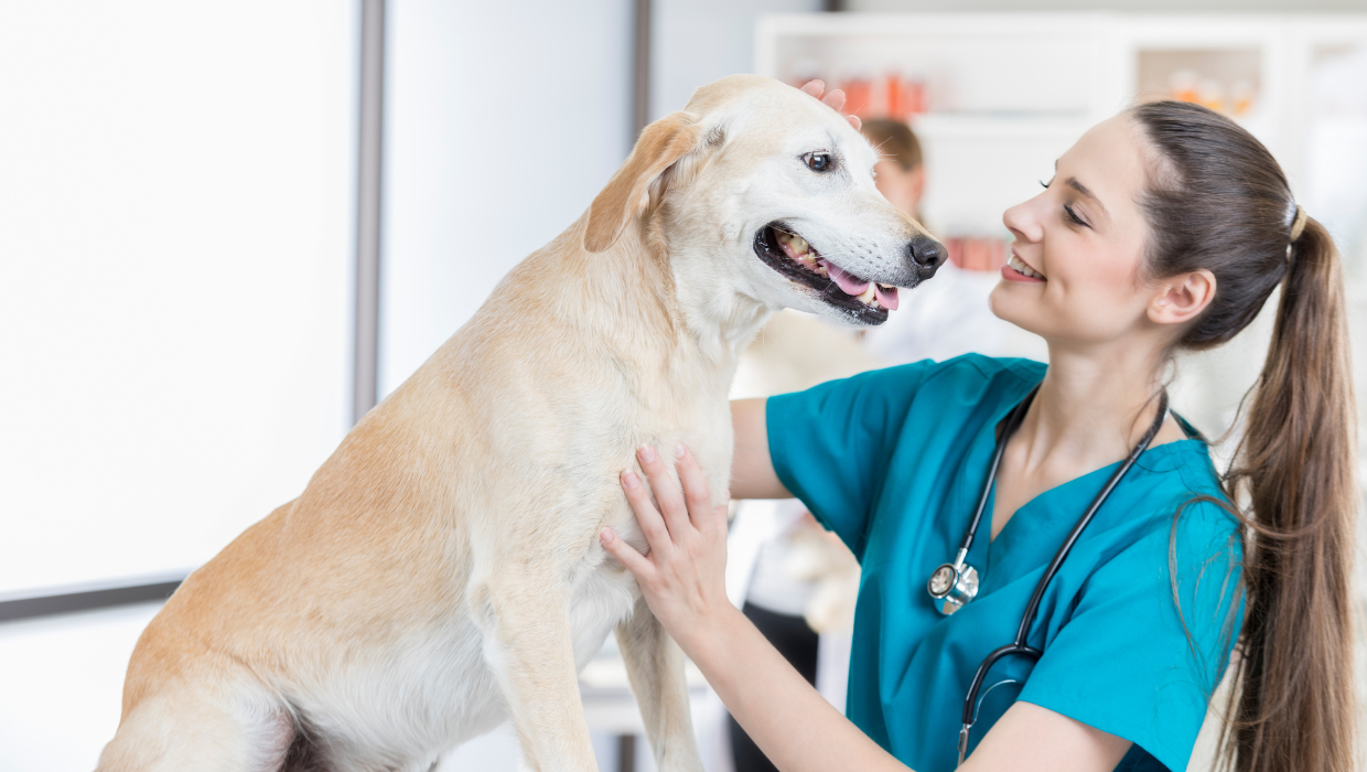 Formación específica PRL por categoría laboral de centros y servicios sanitarios veterinarios: Personal Veterinario Director