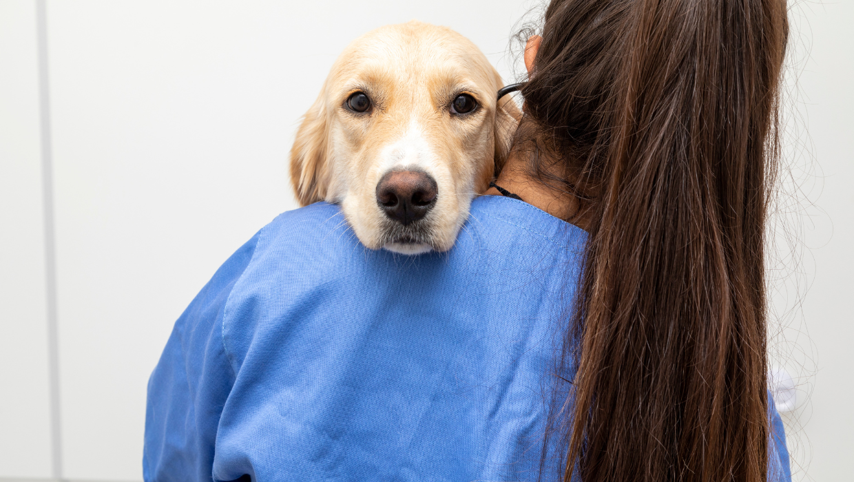 Formación específica PRL por categoría laboral de centros y servicios sanitarios veterinarios: Personal Veterinario Generalista