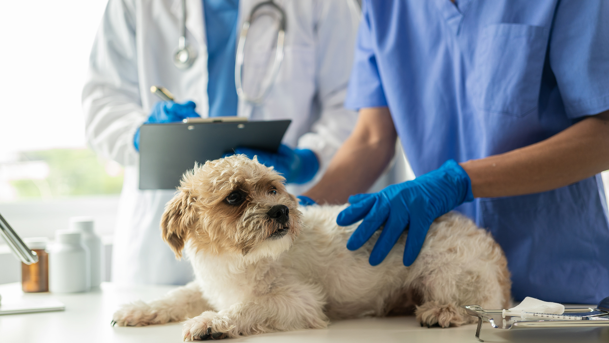 Formación específica PRL por categoría laboral de centros y servicios sanitarios veterinarios: Personal Veterinario Supervisado