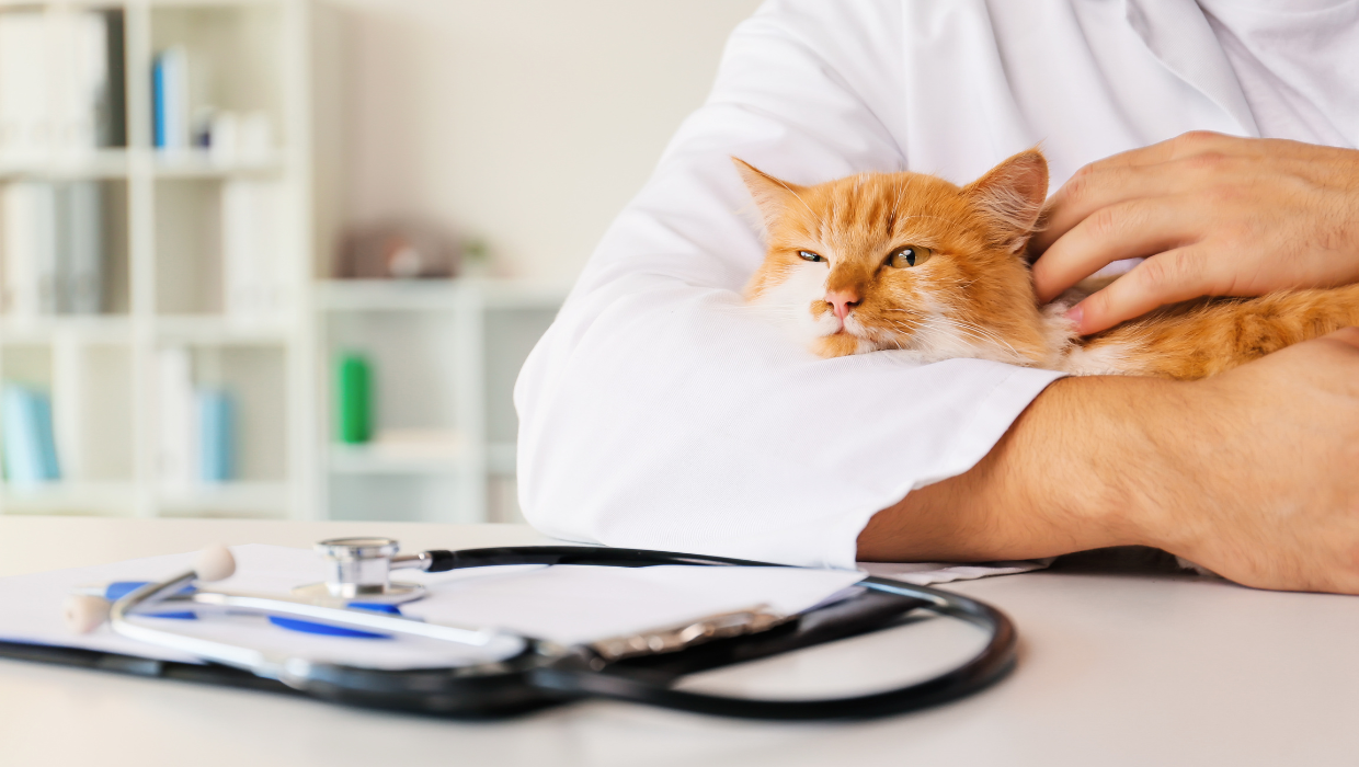 Formación específica PRL por categoría laboral de centros y servicios sanitarios veterinarios: Personal administrativo